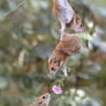 Teamwork für die Blumen-Übergabe