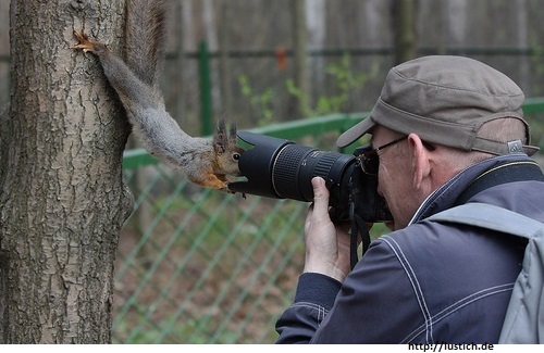 Eichhörnchen vor Kamera