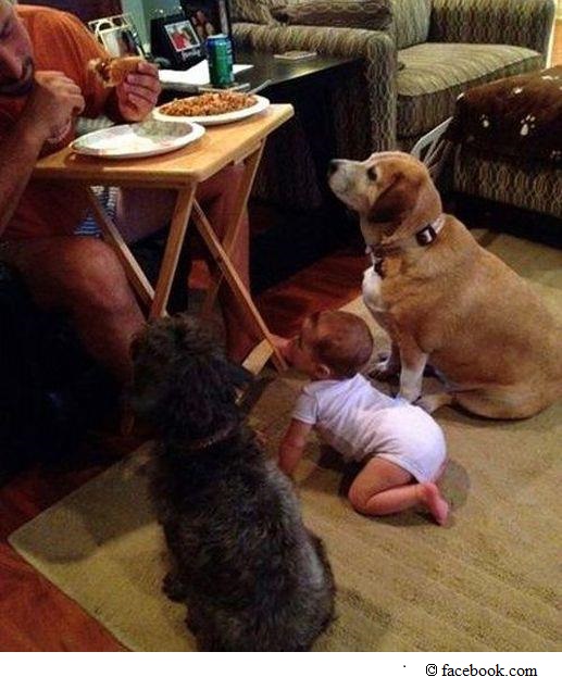 Hunde und Baby schauen auf Essen