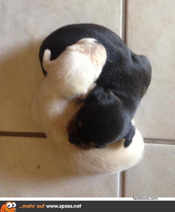 Yin & Yang Lustige Bilder auf