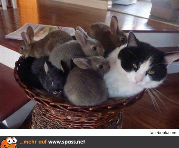 Katze als Hasen-Mutter