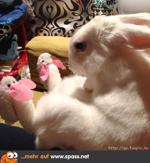 Hase mit Schuhen