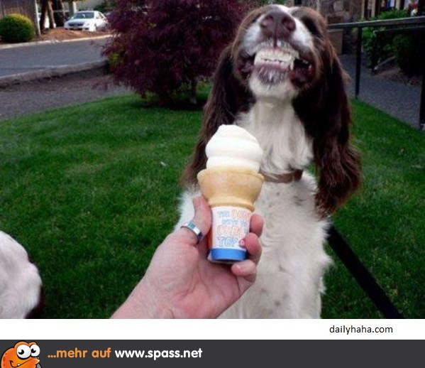 Eis mit Hund