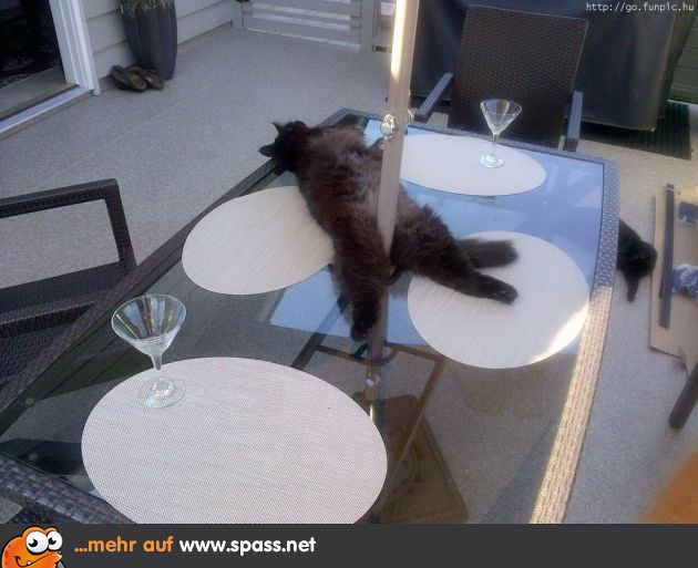 Katze ohne Einladung