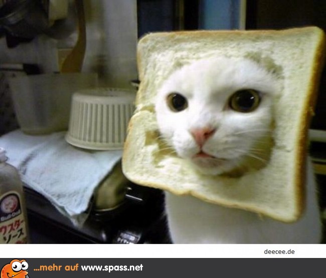 Katze im Brot