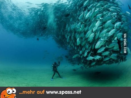 Fischalarm