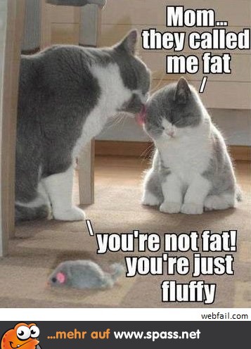 Fluffige Katze