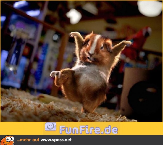 Kampfkunst Hamster