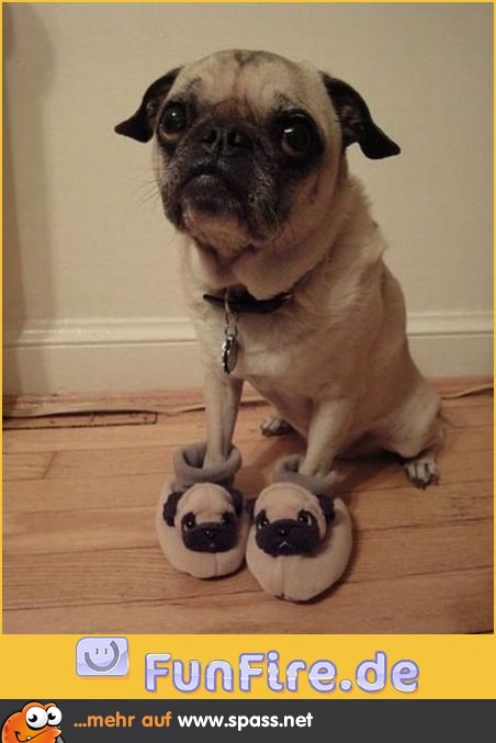 Mops mit Mops Schuhen