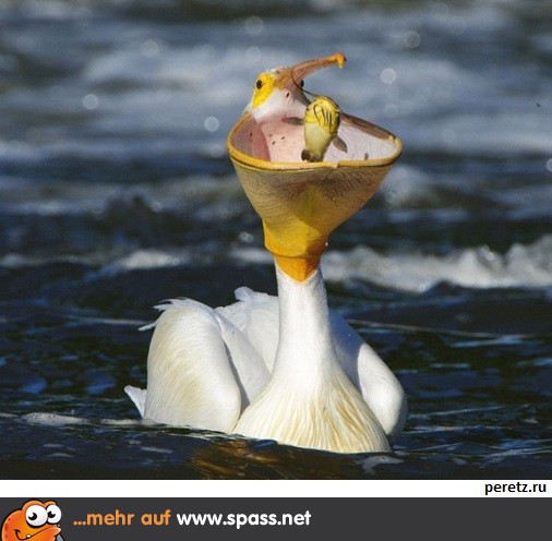 Schnapp!