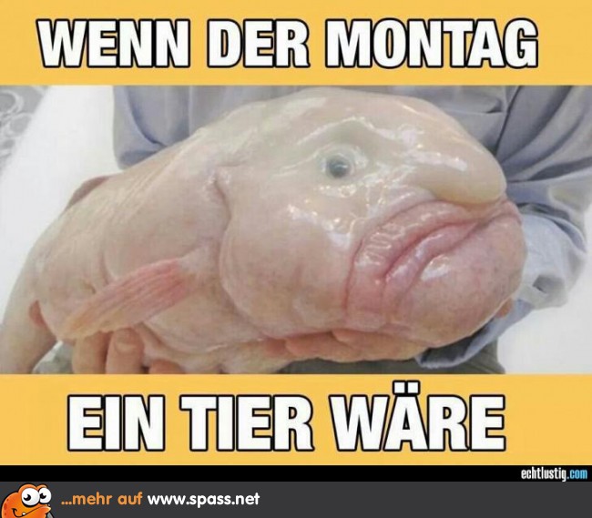 Montagstier