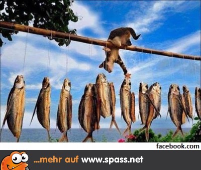 Katze fischt...