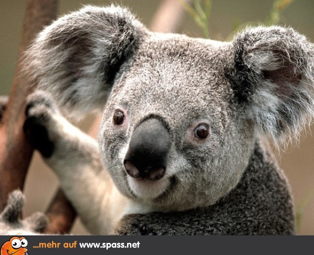 Koala