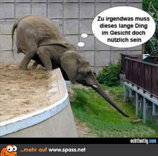 Dazu sind Rüssel da!