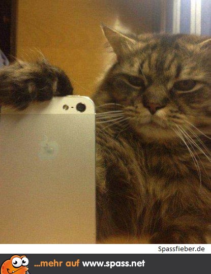 Katzenselfie