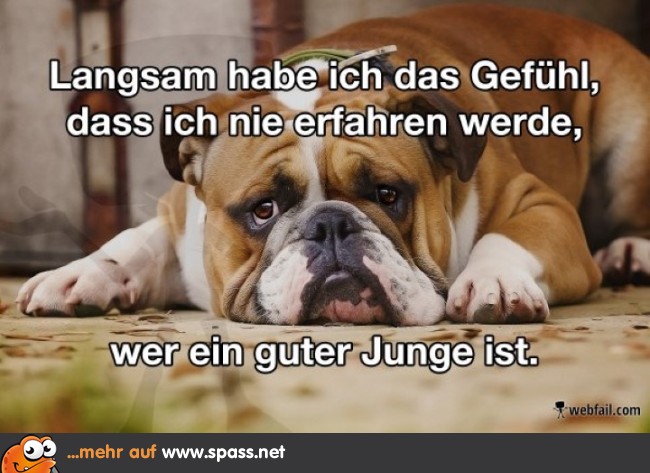 Der Hundeblick