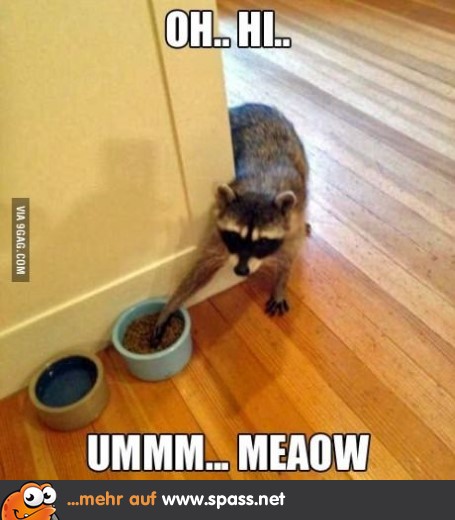 Eine Waschkatze?
