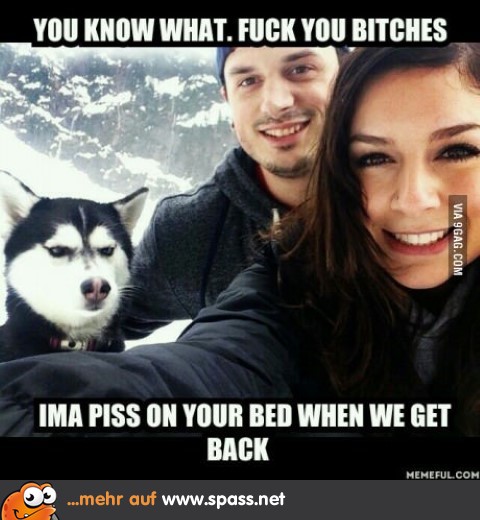 Angepisster Hund