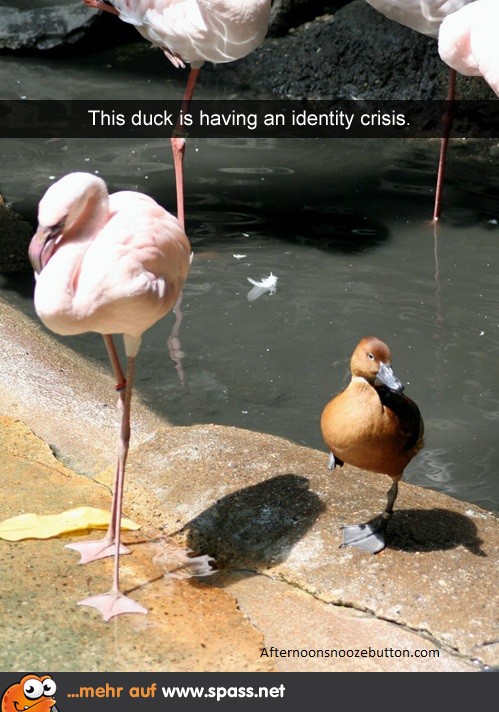 Eine Flamingente!