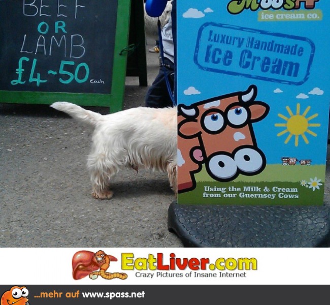 Mmmh, Hunde-Eis