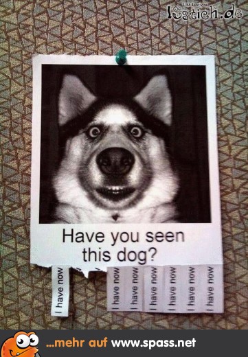 Hund gesucht