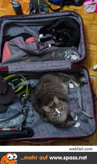 Ich packe meinen Koffer… Lustige Bilder auf
