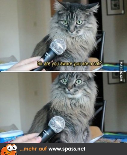 Ich? Eine Katze?!