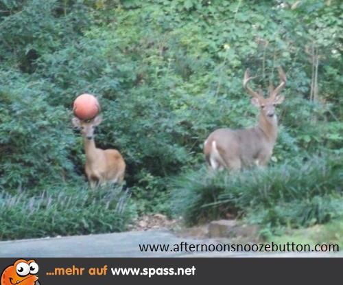 Lust auf 'ne Runde Basketball?