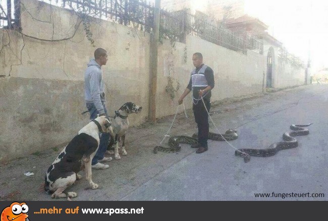 "Ich nenne sie Würgi und Zischi."