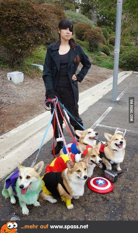 Corgi Avengers!