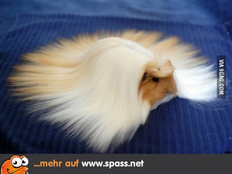 Most fabulous Meerschweinchen