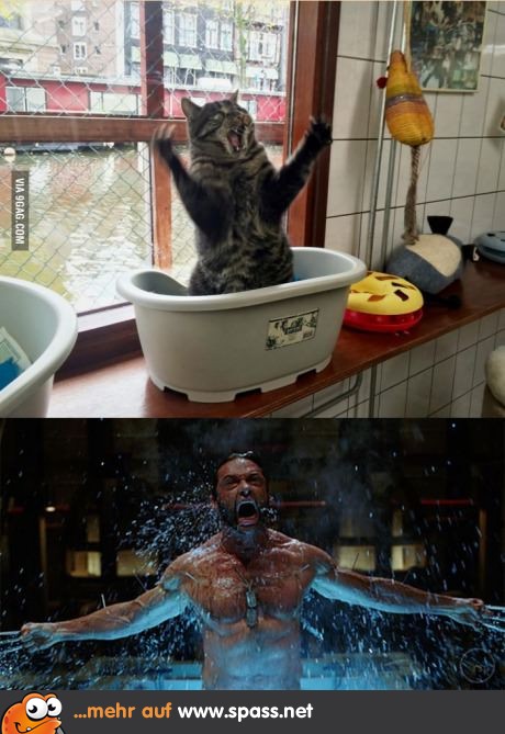 Meine Katze ist Wolverine