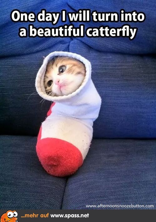 Eine wunderschöne Schmetterkatze