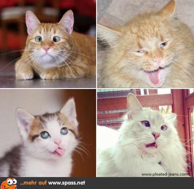 Katzen-Schnappschüsse