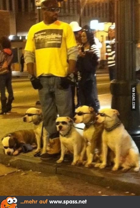 Die coolste Hunde-Gang