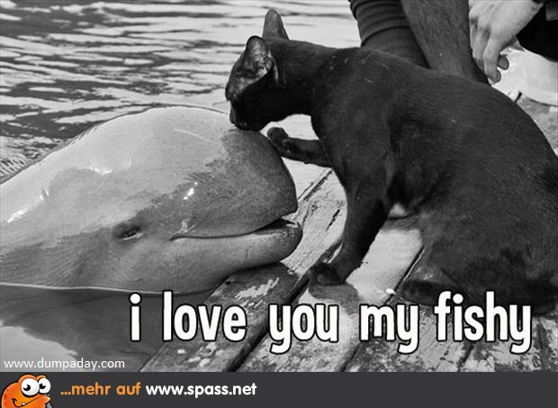 Tierliebe Katze