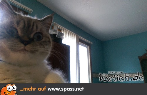 Katzen-Selfie