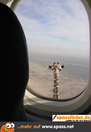 Das ist eine ziemlich große Giraffe.