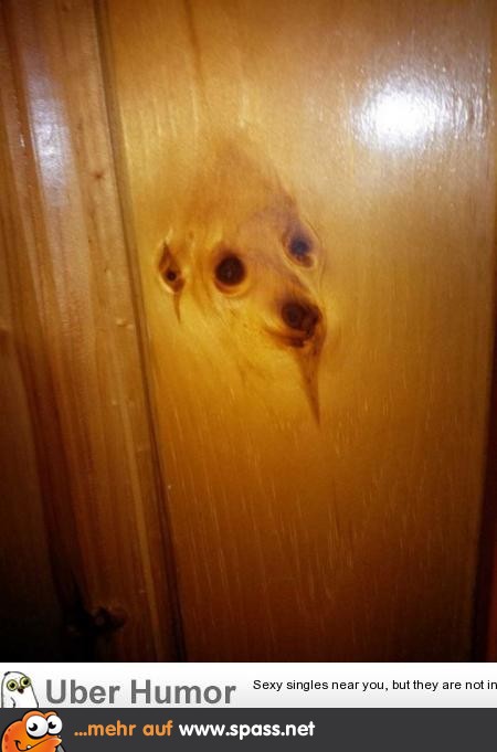 Mein Hund wurde als Tür wiedergeboren.