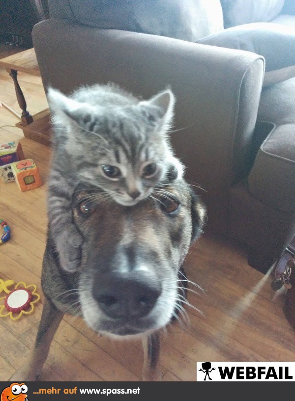 Du tust genau, was ich dir sage.