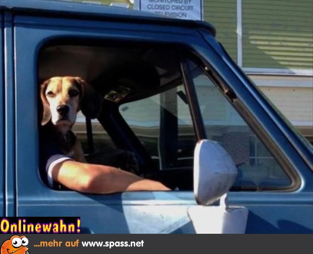 Auto Hundegesicht