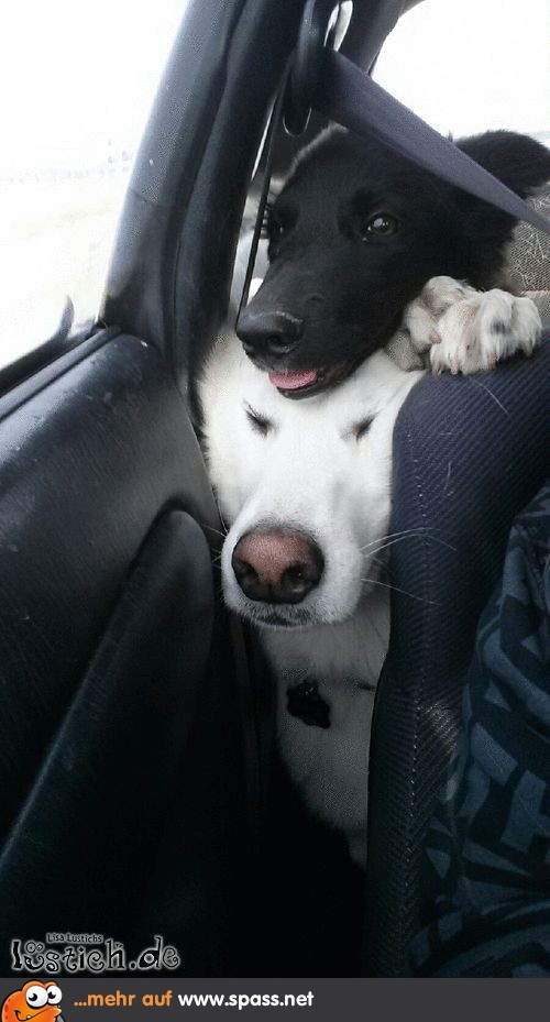 zwei Hunde im Auto