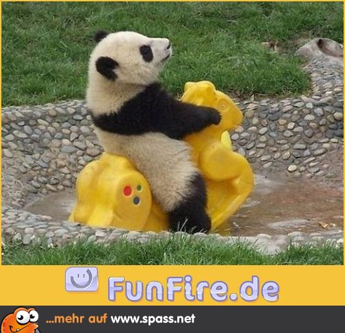 Panda schaukelt