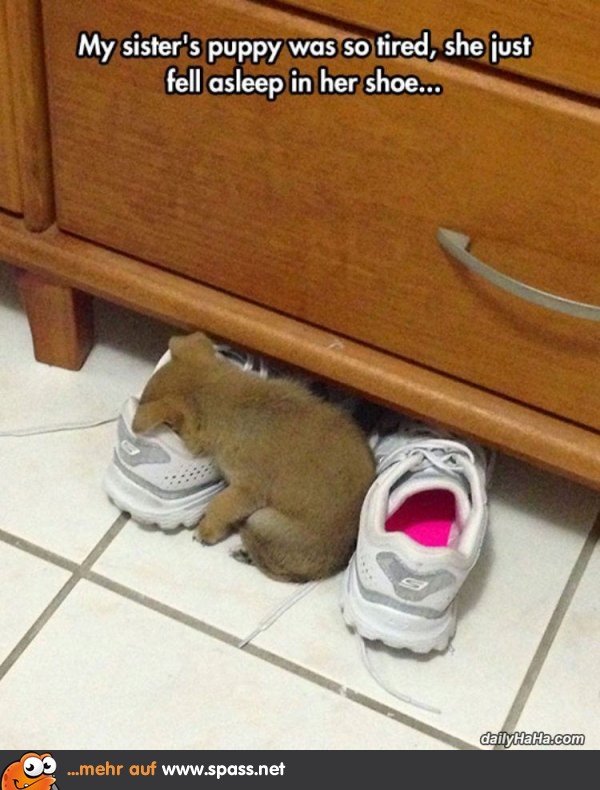 Hund im Schuh