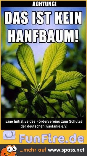 Kastanie schützen