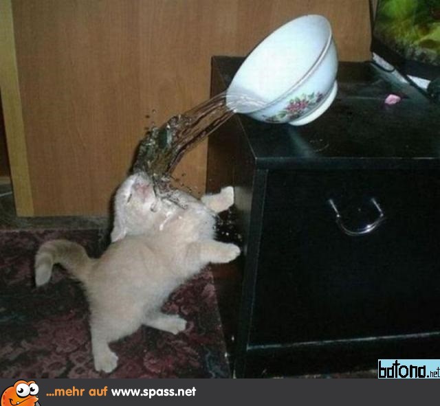 Katze Wasserschüssel