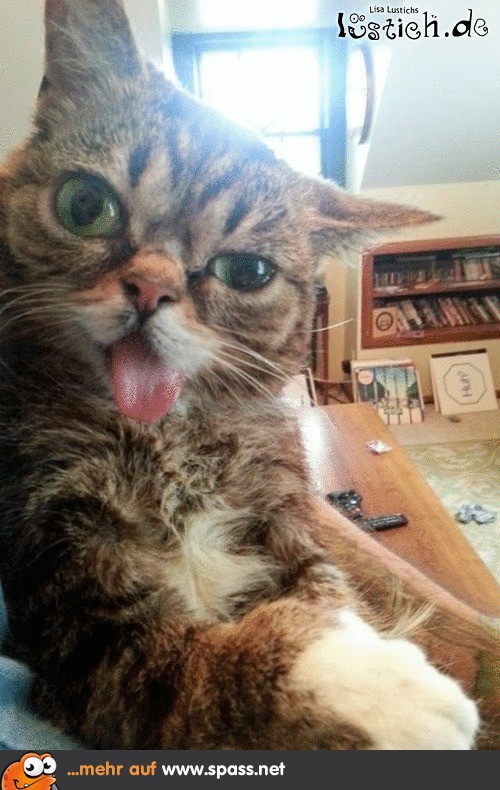 Lustige Katze