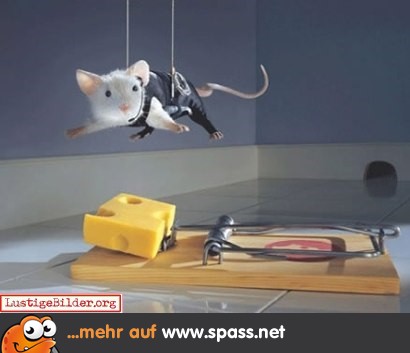 Käse Maus