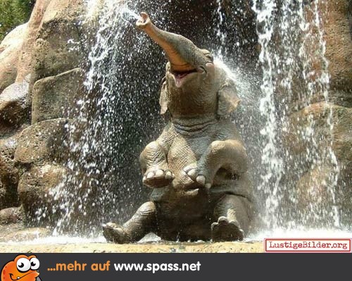 Dusche Elefant