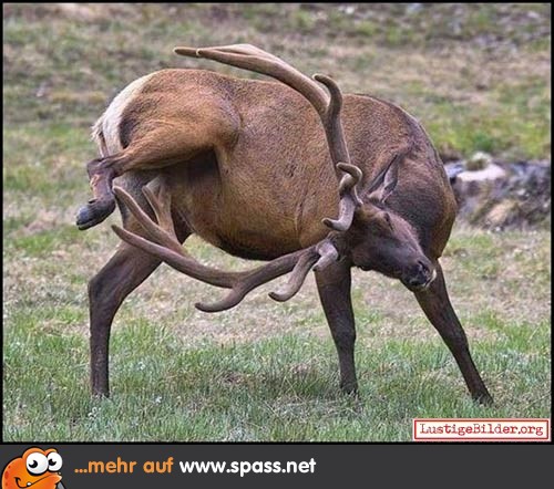 Hirsch Geweih
